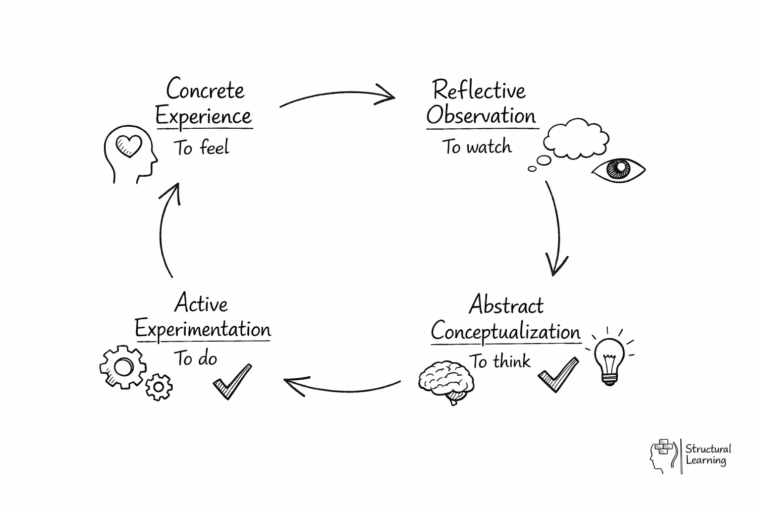 Circular diagram showing Kolb's four-stage learning cycle with arrows indicating continuous flow