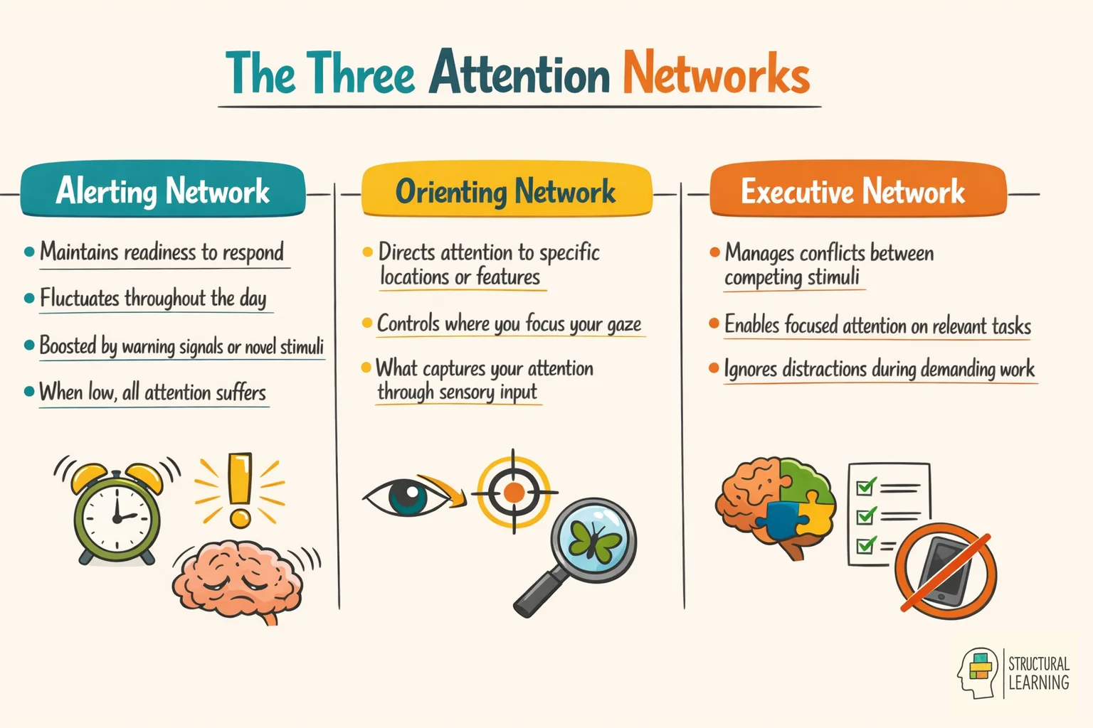 Infographic showing the three attention networks: alerting, orienting, and executive systems that control learning focus