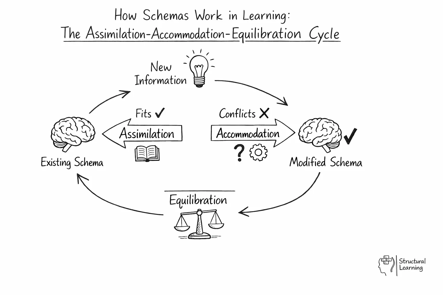 Circular diagram showing how schemas process new information through assimilation and accommodation cycles