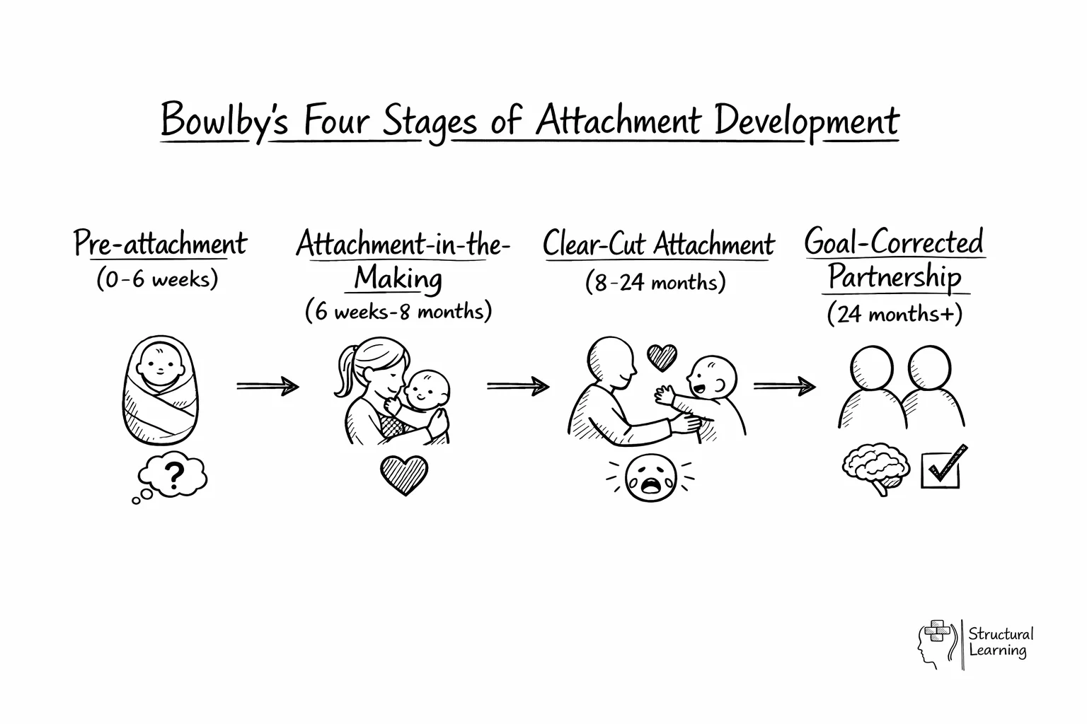 Flow diagram showing Bowlby's four stages of attachment development from birth to 24+ months