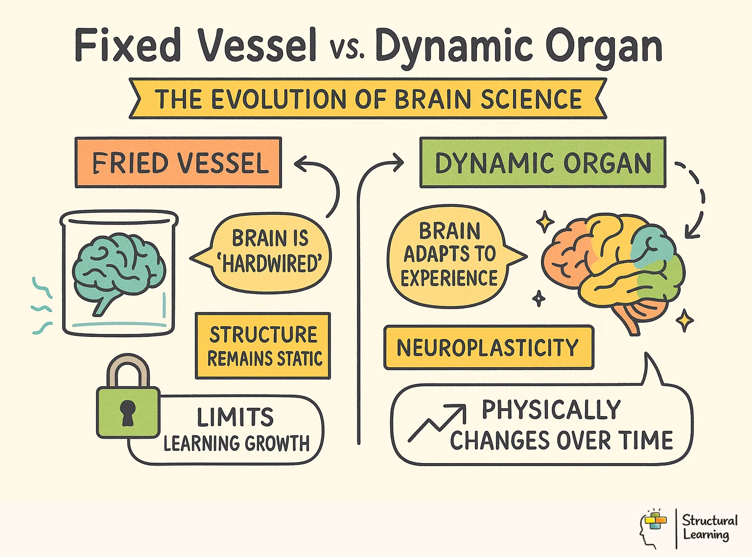 Fixed Vessel vs. Dynamic Organ: The Evolution of Brain Science infographic for teachers