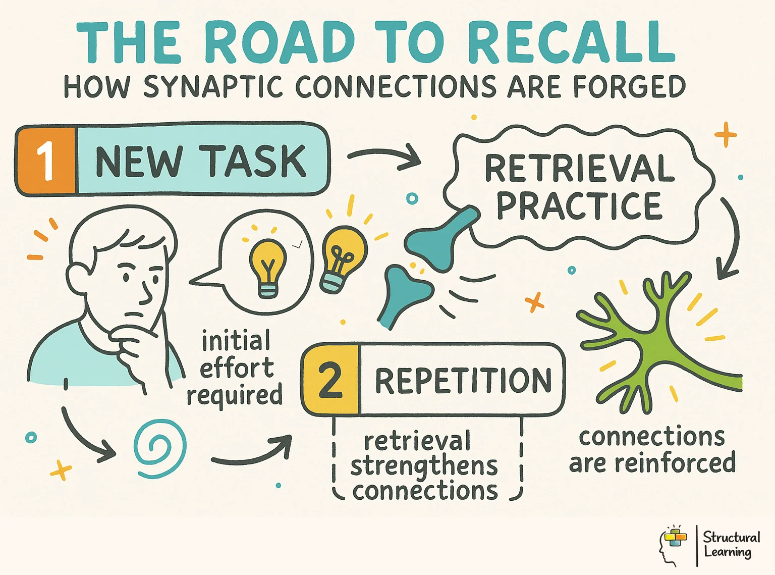 The Road to Recall: How Synaptic Connections Are Forged infographic for teachers