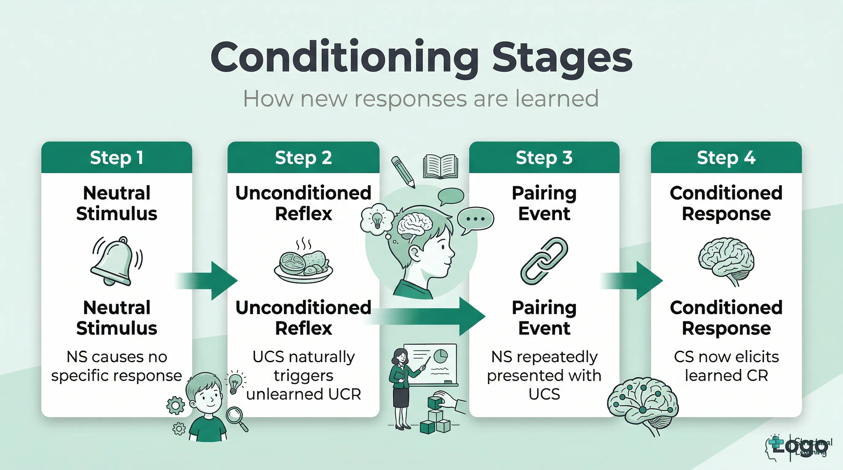 Infographic explaining the four stages of classical conditioning: Neutral Stimulus, Unconditioned Reflex, Pairing, and Conditioned Response.