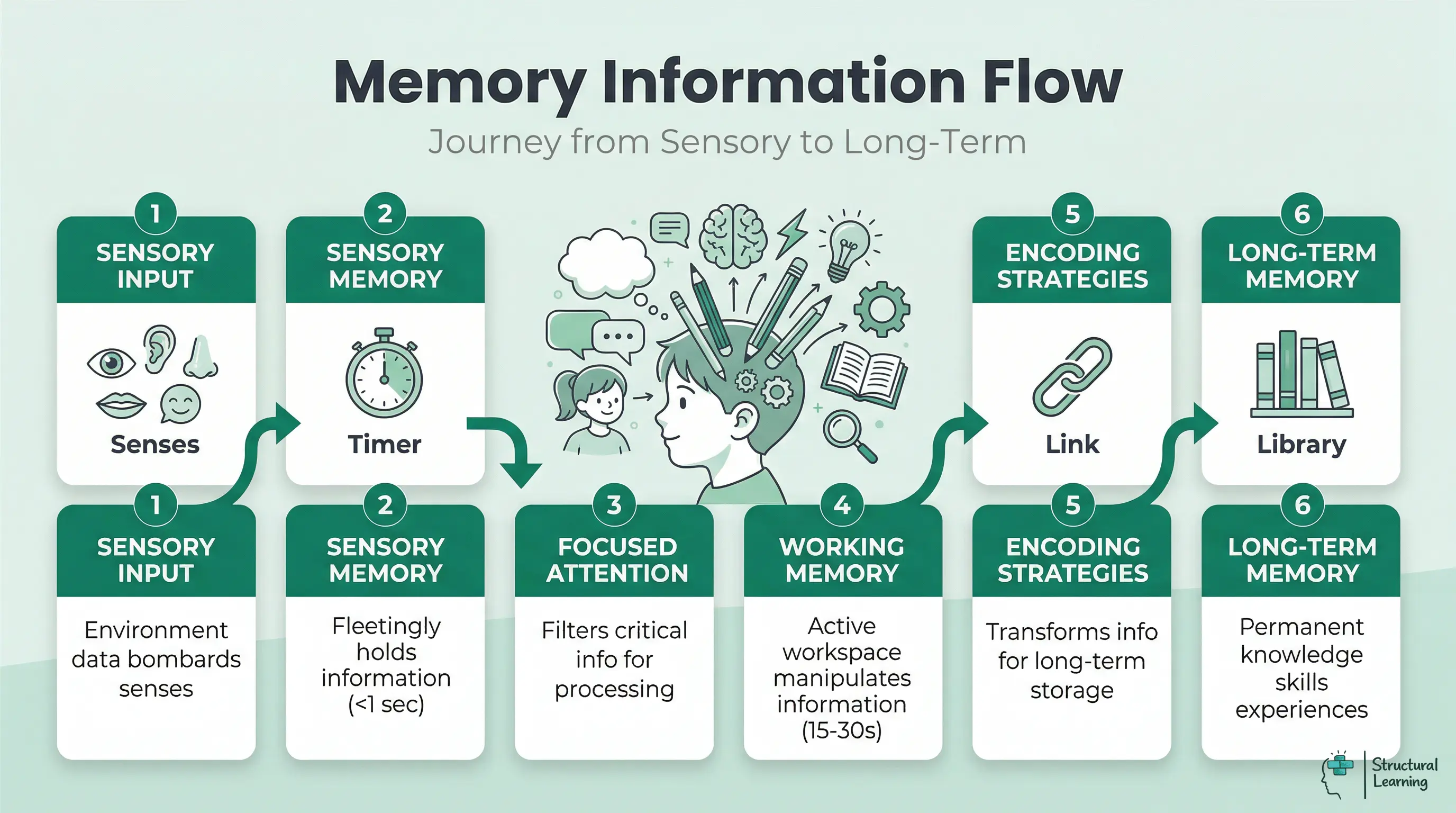 Infographic showing the multi-store model of memory, detailing the flow of information from sensory input to long-term memory.