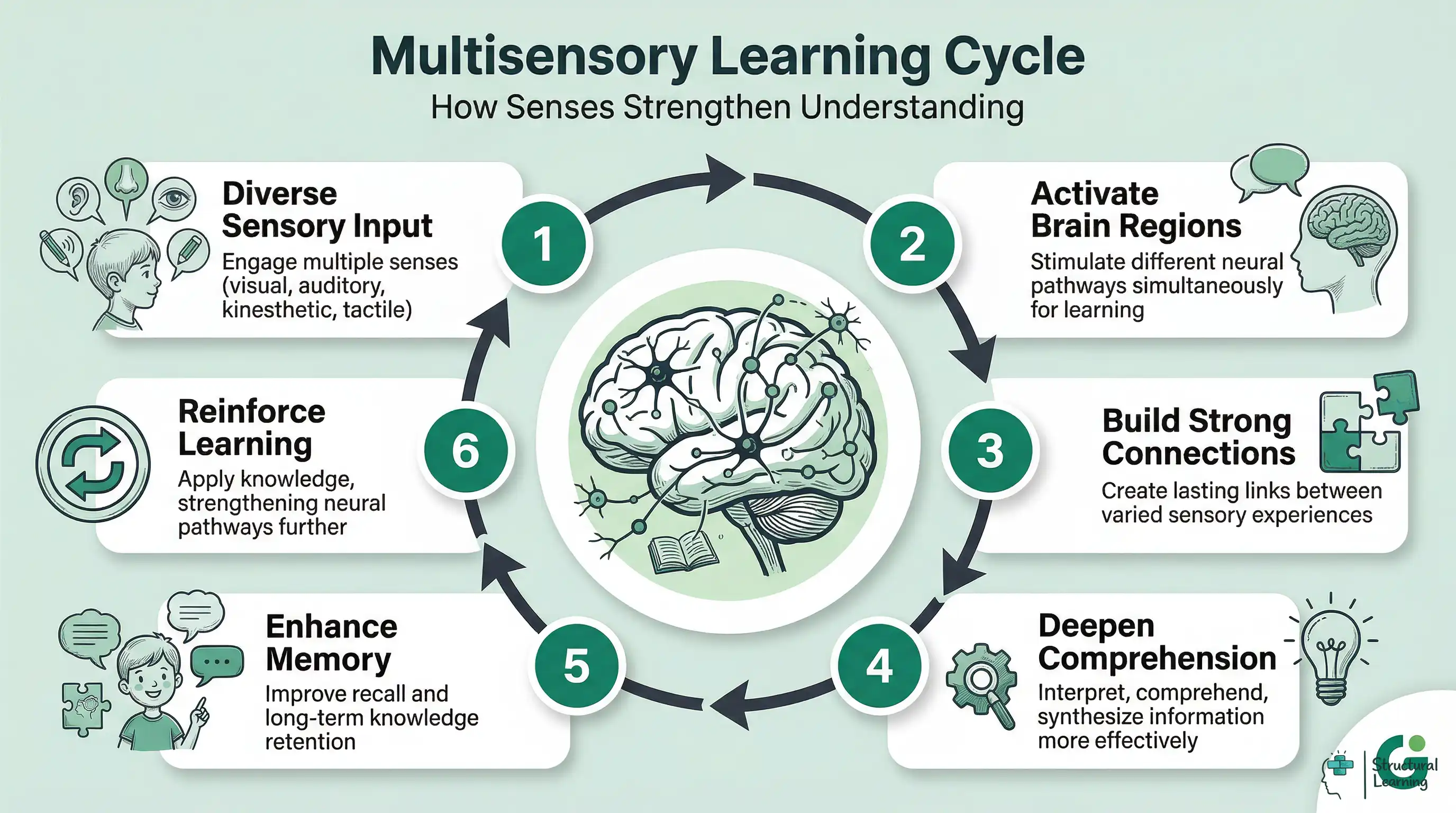 A cycle infographic illustrating how multisensory learning strengthens memory. It shows steps from diverse sensory input to reinforced learning, highlighting brain engagement and neural connections.