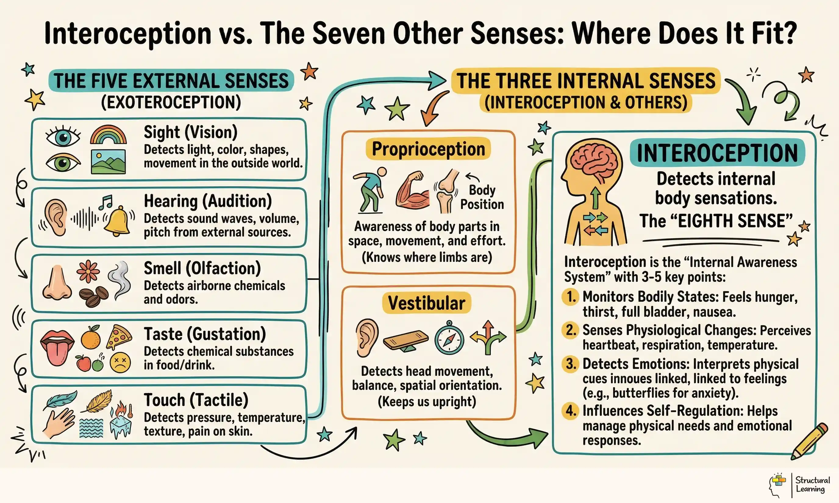 Interoception vs. The Seven Other Senses: Where Does It Fit? infographic for teachers