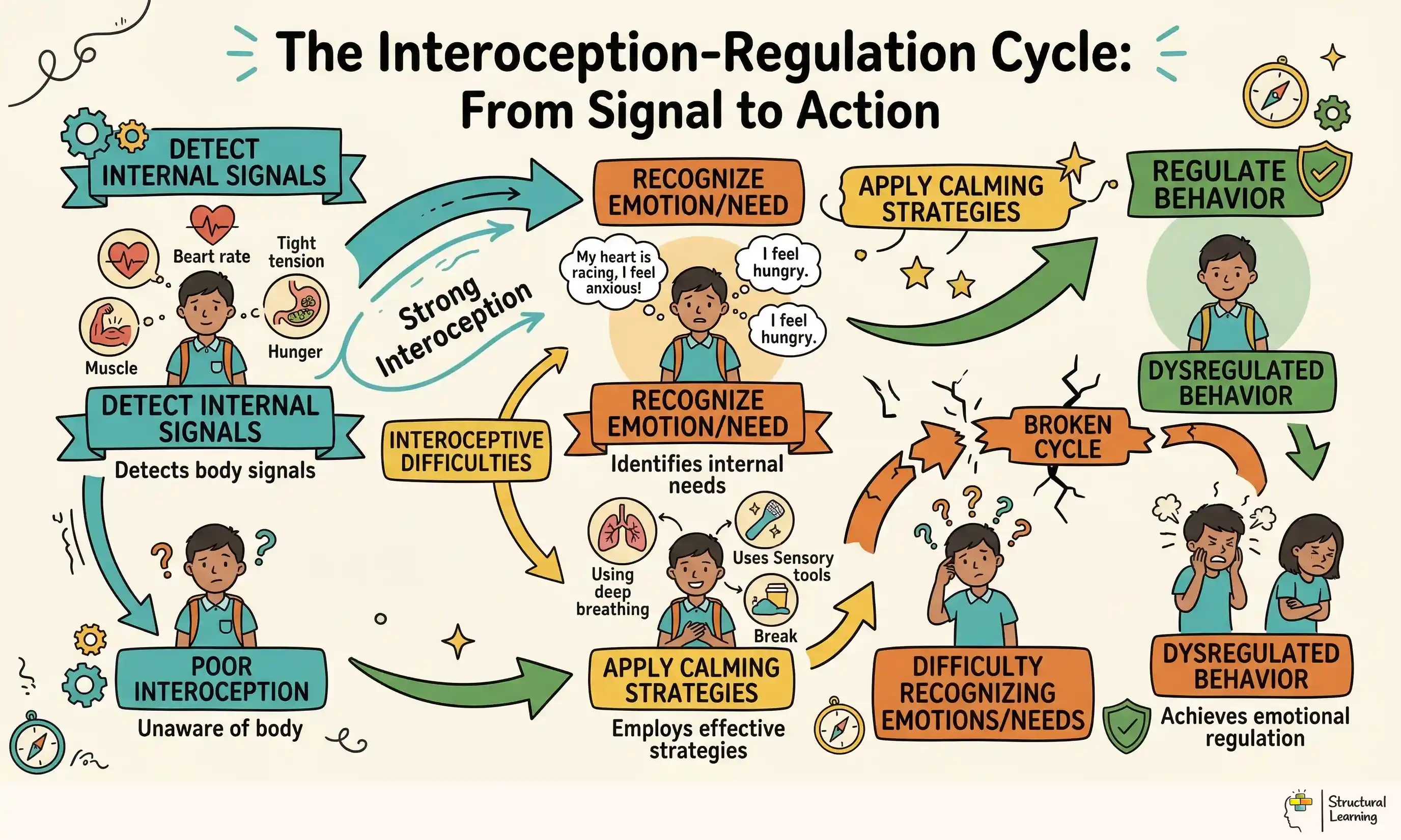 The Interoception-Regulation Cycle: From Signal to Action infographic for teachers