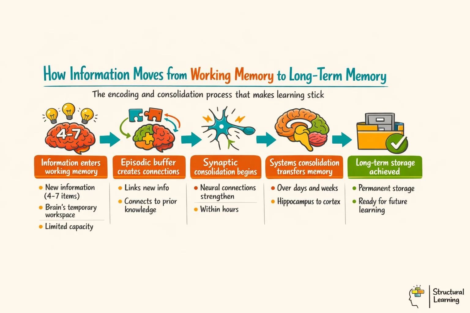 Process diagram showing 5 steps of how information moves from working memory to long-term memory storage