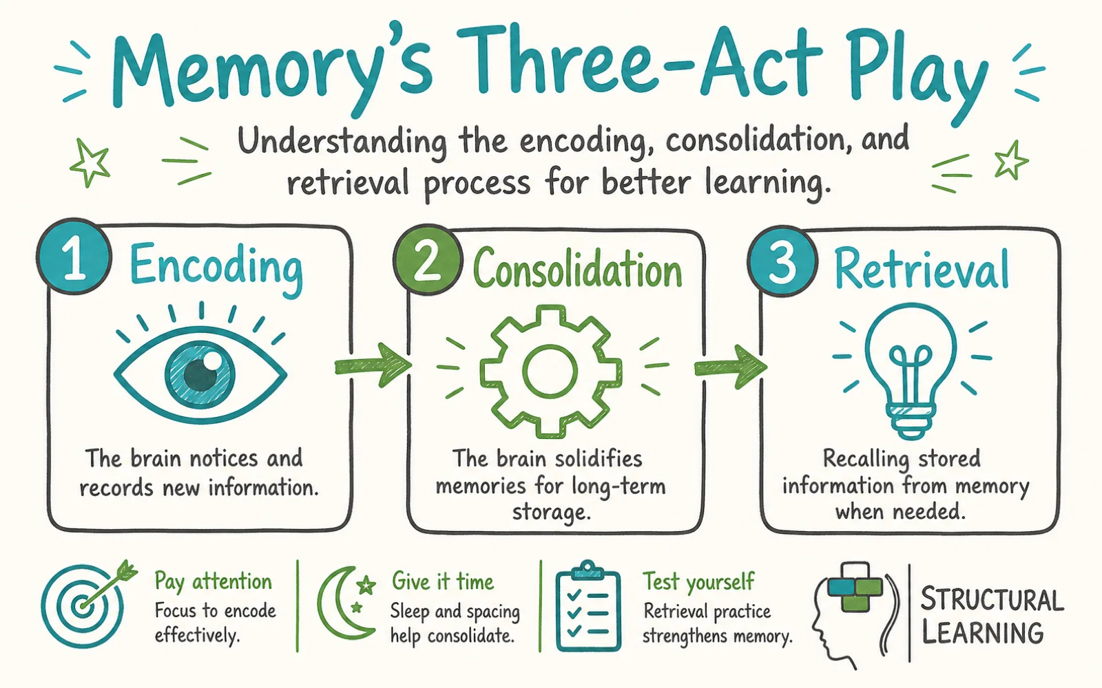 How Neuroscience Informs Effective Learning Strategies infographic showing the stages of Encoding, Consolidation, and Retrieval for teachers