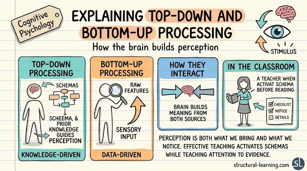 Top-Down vs Bottom-Up Processing: How Learners Think — visual explainer sketchnote