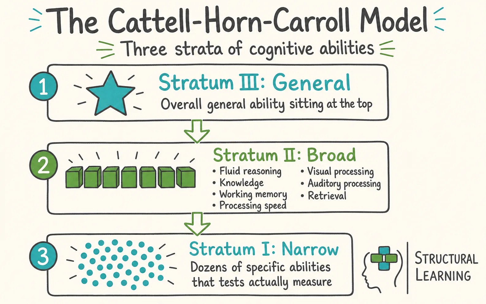 CHC Theory: The Cattell-Horn-Carroll Model Explained