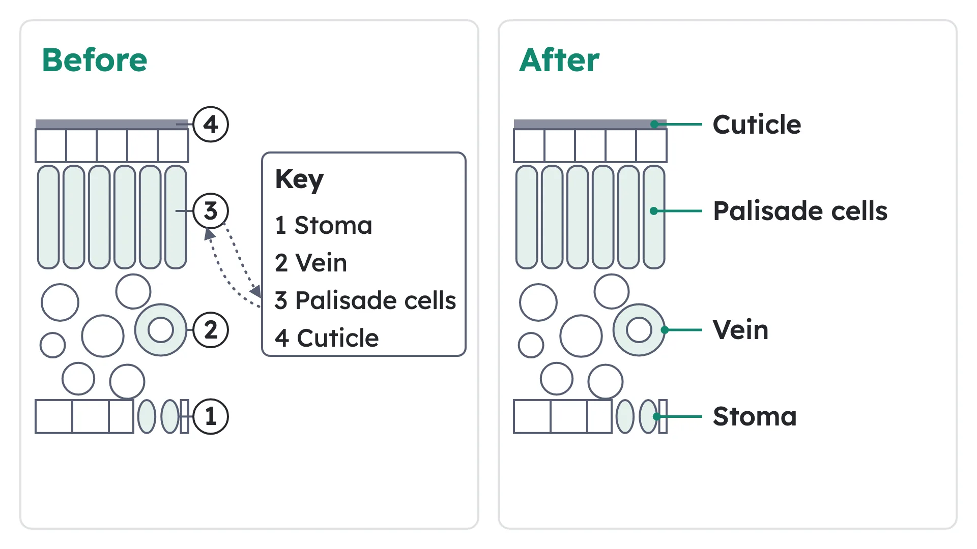 Side-by-side diagram: a leaf with its key on another page, then the same leaf with labels placed beside each part