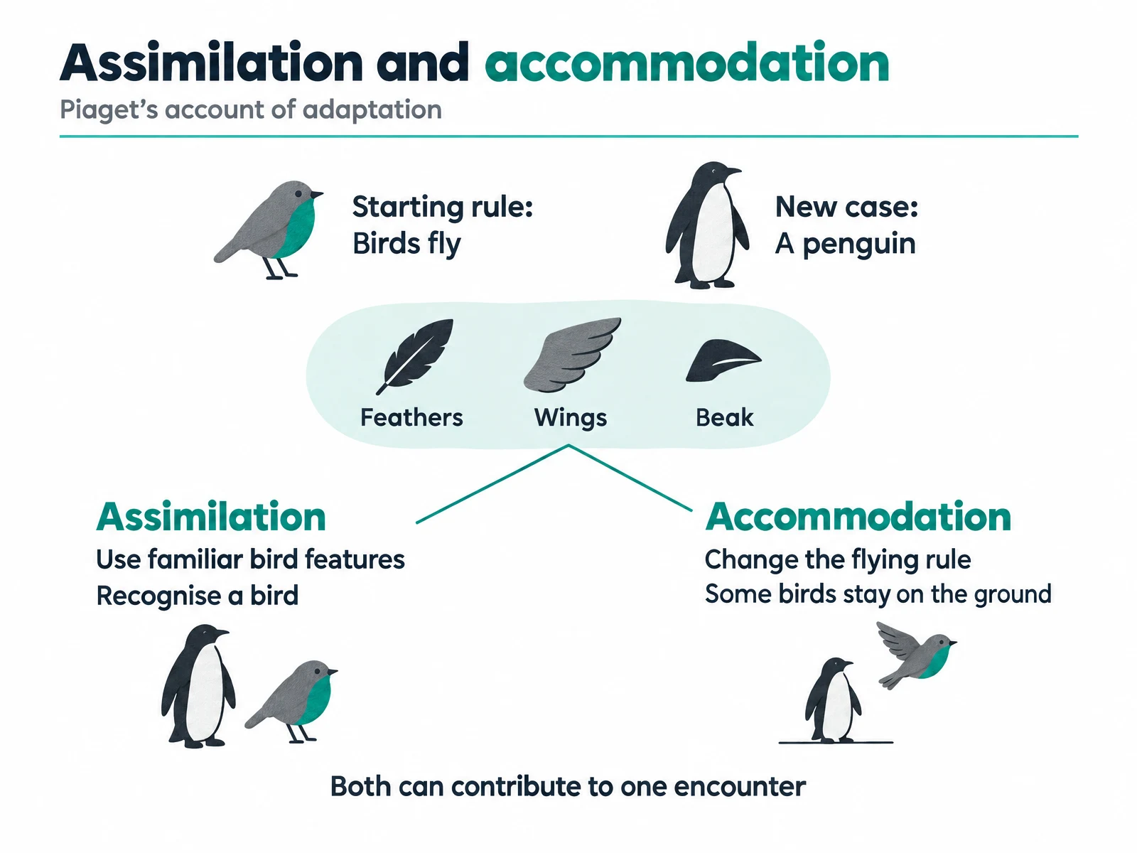 Assimilation and accommodation shown with a penguin: familiar bird features stay useful while the flying rule changes.