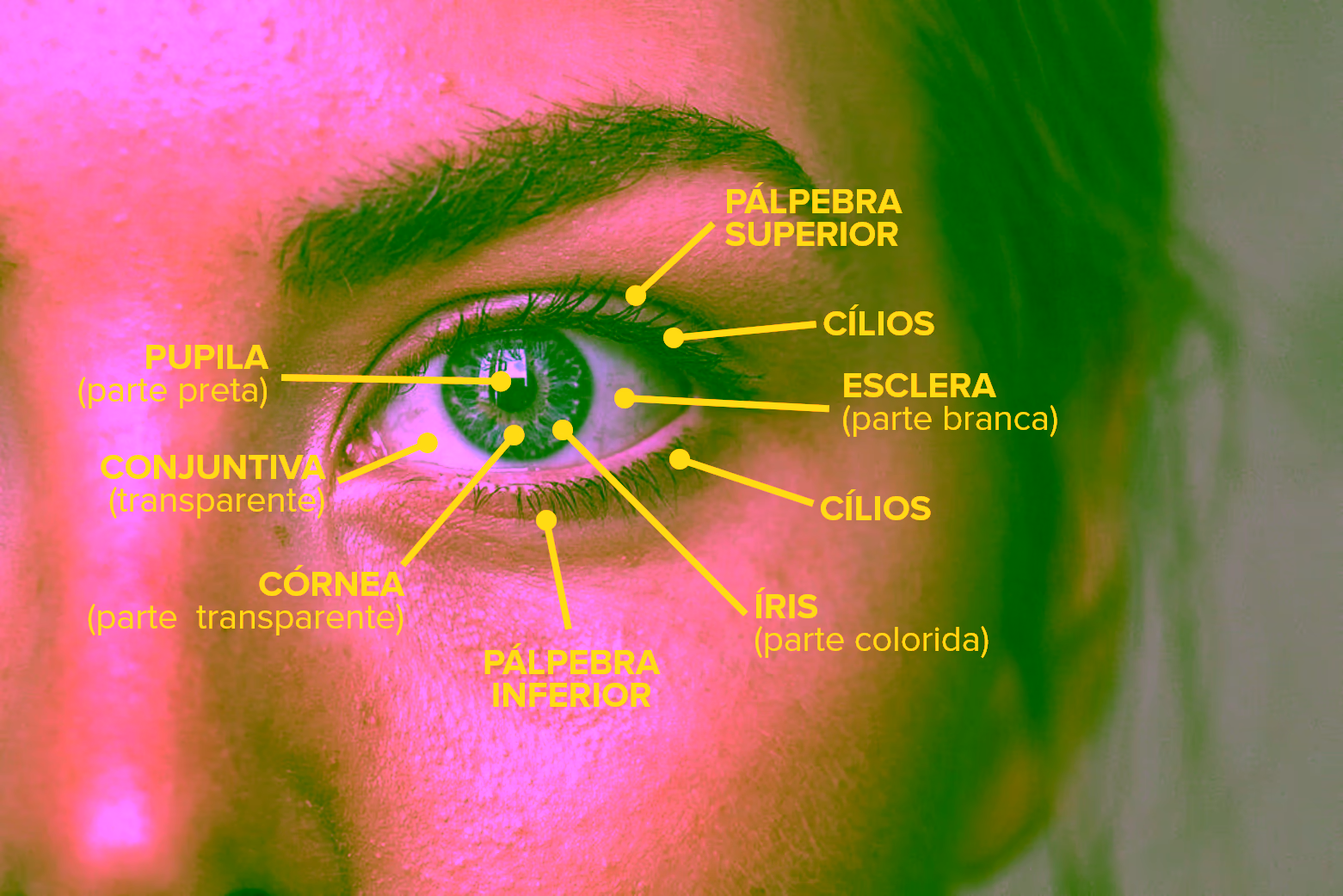 Partes externas oculares