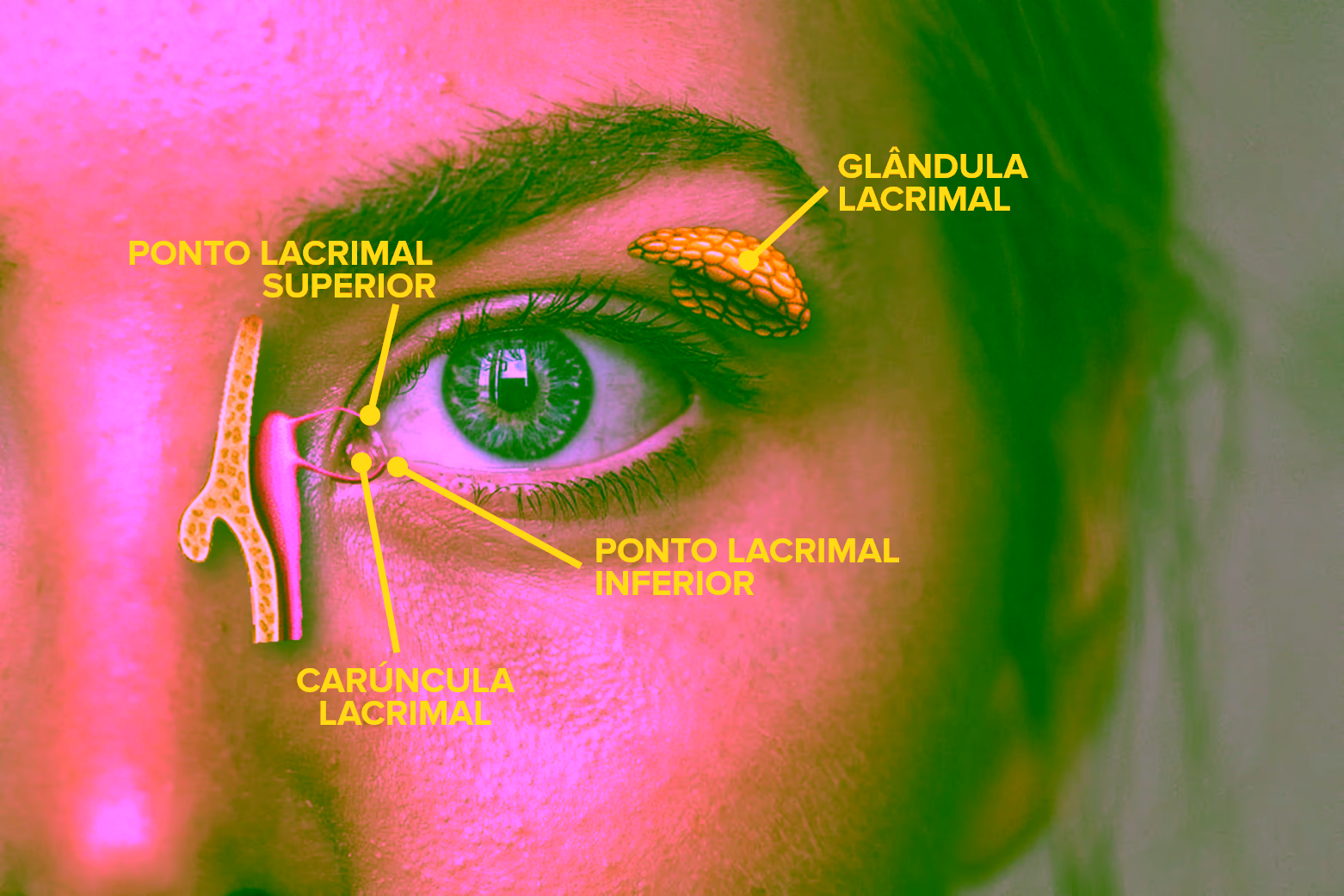Sistema lacrimal