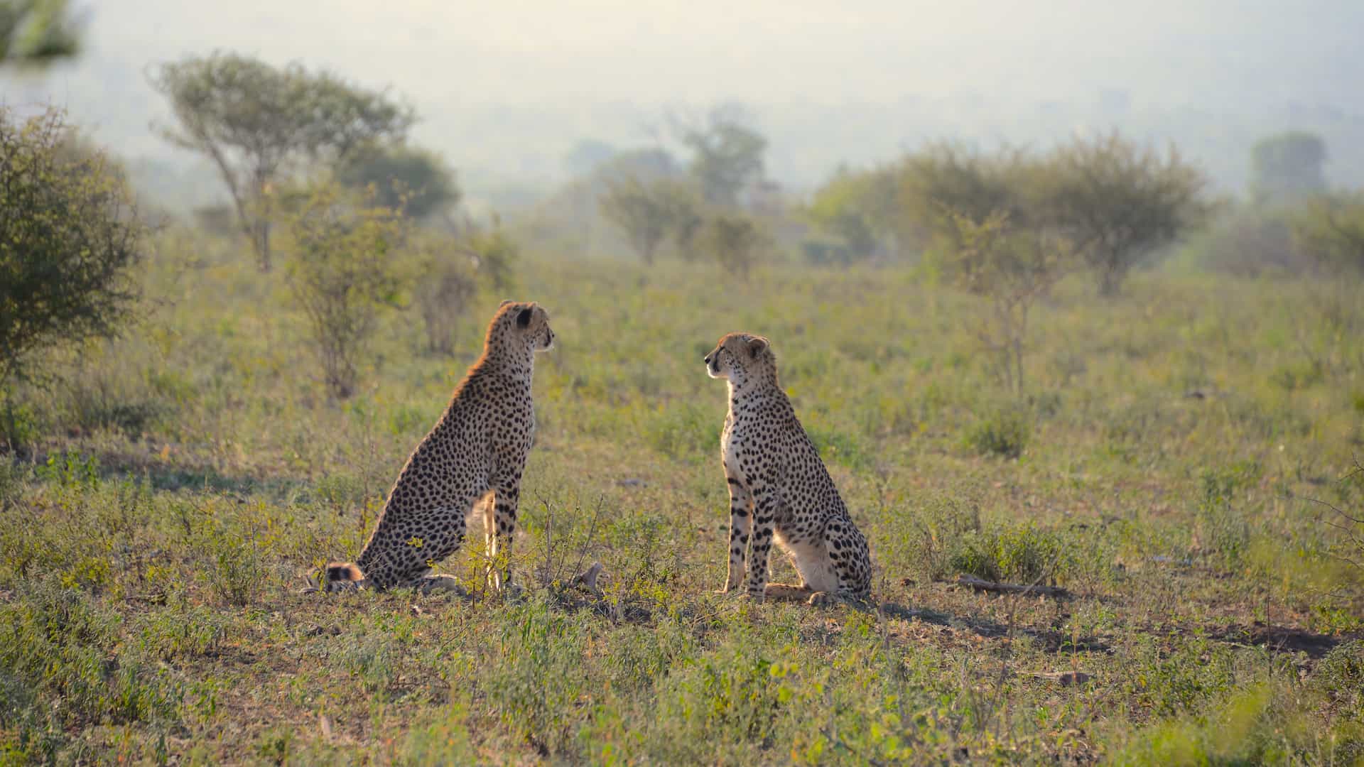 Kruger national Park game drive