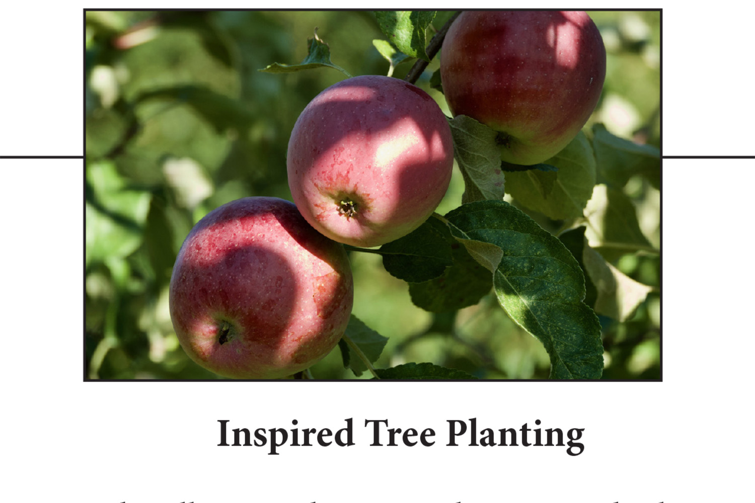 Tree Planting Workshop