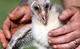 Key Performance Indicator: Nonprofit Ratio for Fundraising Efficiency