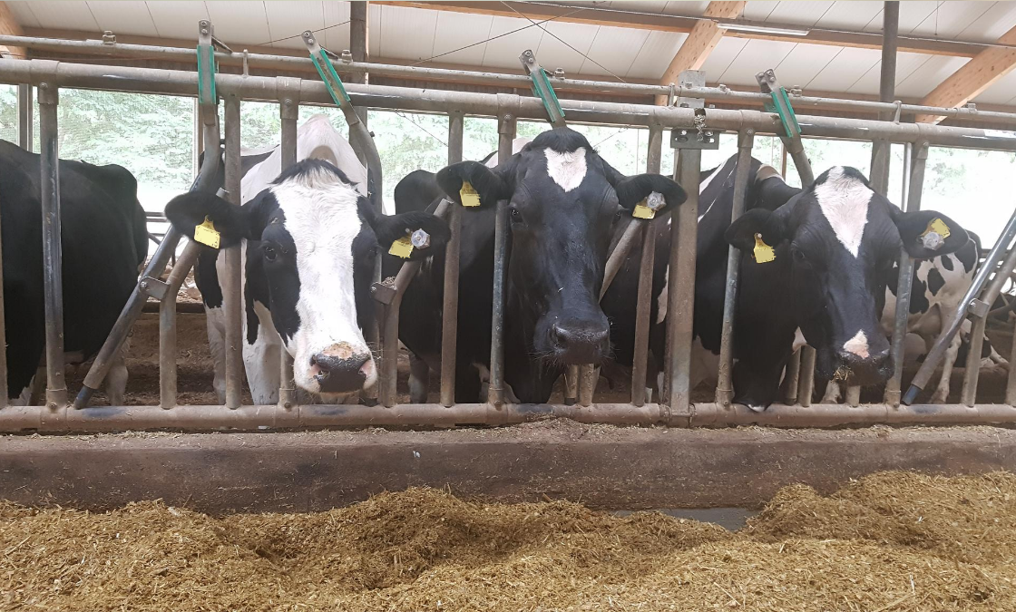 Tierwohl im Fokus