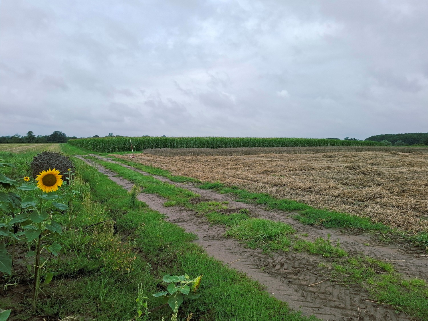 🌦️ Ist der Juli kühl und nass …