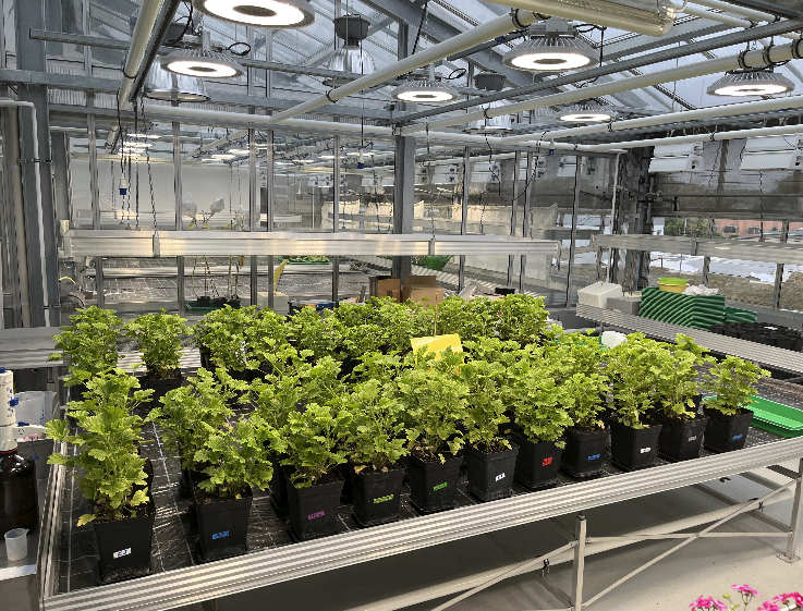 🌱 Nachhaltige Substrate für den Gartenbau