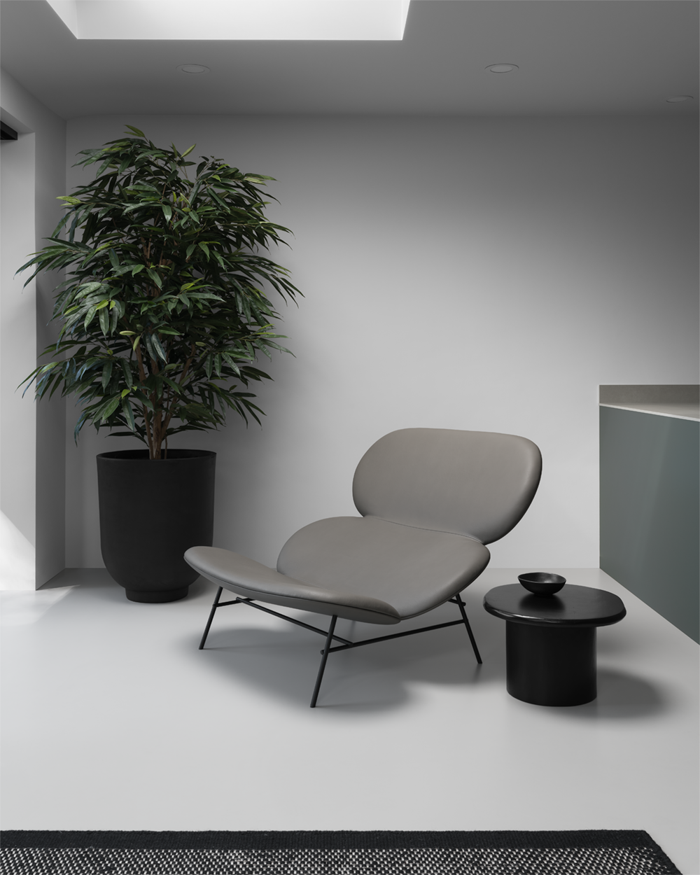Minimalist Japanese style white living room with grey resin floor, grey leather chaise longue, large black planter with Ficus longifolia tree and blackened oak side table.