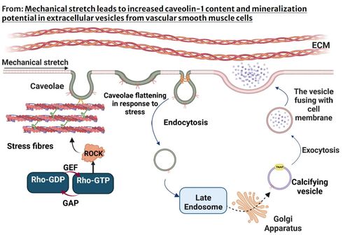 Mechanical stretch leads to increased caveolin-1 content and mineralization potential in extracellular vesicles from vascular smooth muscle cells.