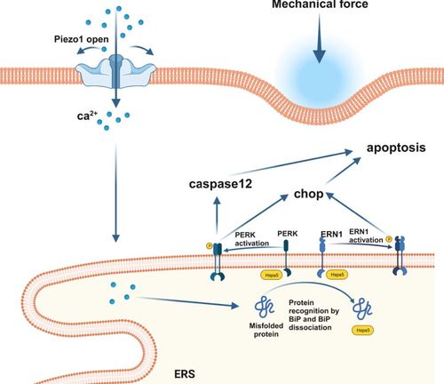 Excessive load promotes temporomandibular joint chondrocyte apoptosis via Piezo1/endoplasmic reticulum stress pathway.