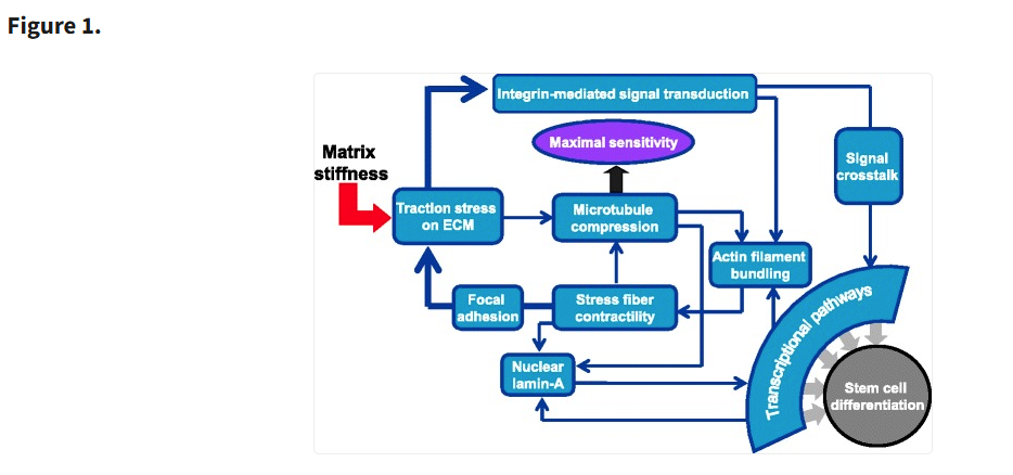 The Importance of Mechanical Load in Regulating Cellular Behavior In Vitro