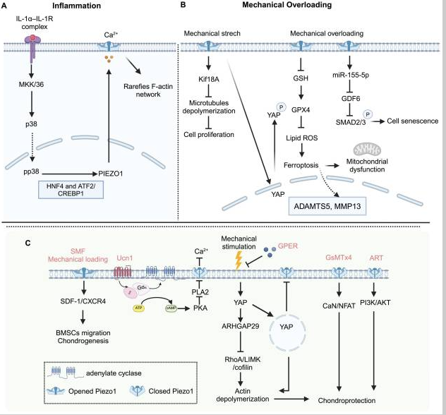 Building a Smarter Osteoarthritis Model: What Piezo1, PDZK1, and Wnt Signaling Teach Us About Joint Health