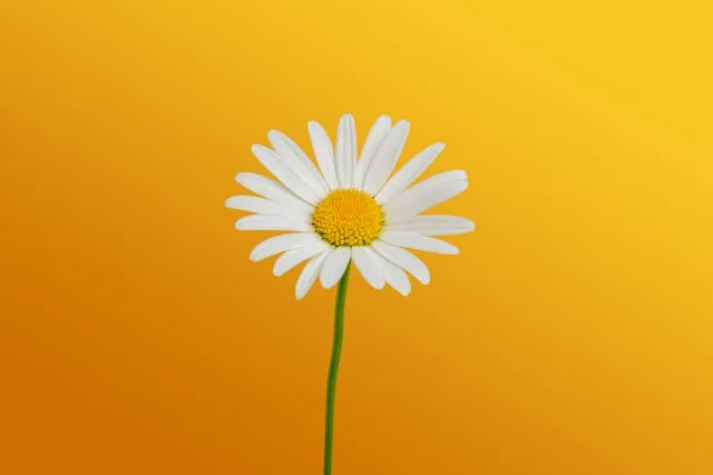 25+ Spring Fundraiser Ideas That Actually Work in 2026
