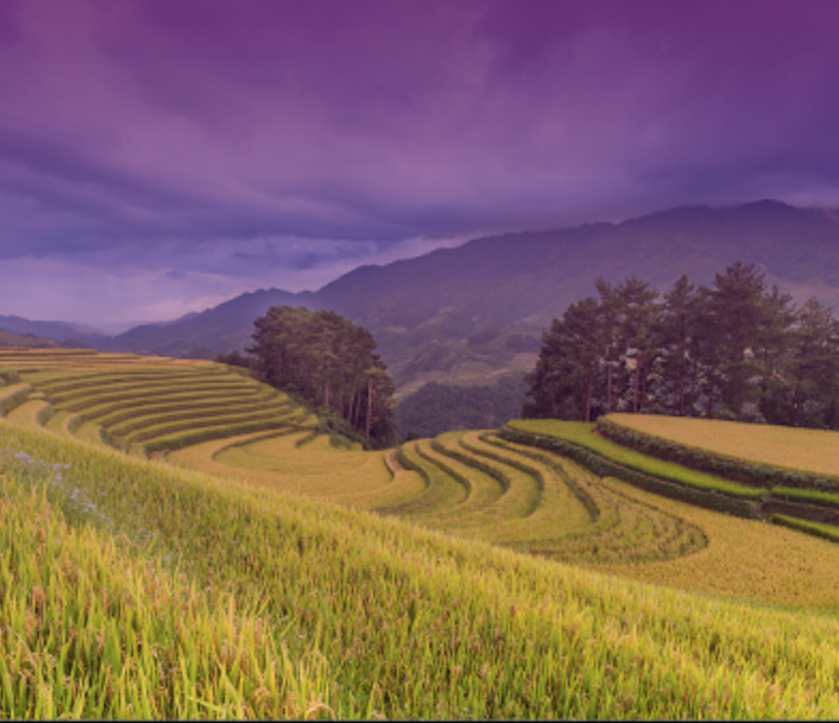 hillside