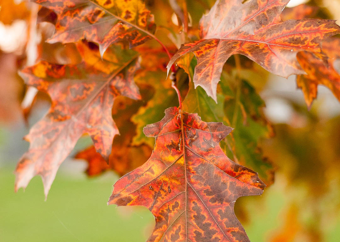 The Autumn Fantasy Maple is an Elegant Jewel | Garden Gate Nursery