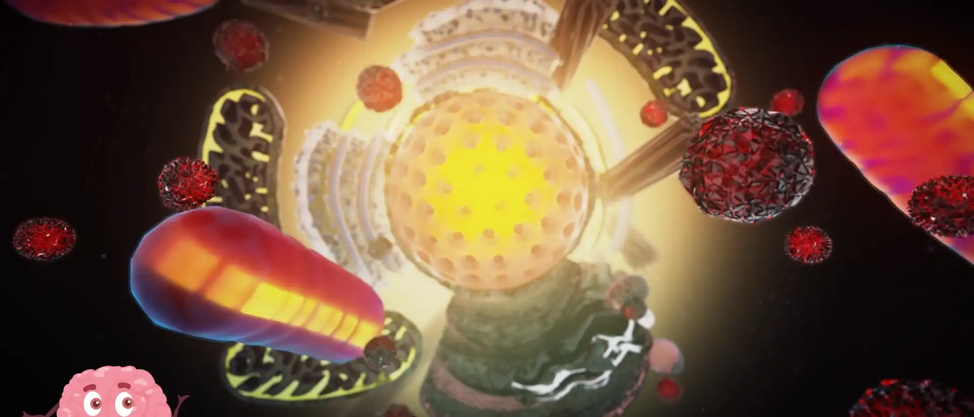 Phenocell - Les cellules pluripotentes