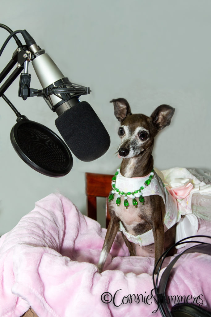 dog of the doggy diva show with microphone