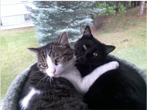 two cats hugging each other