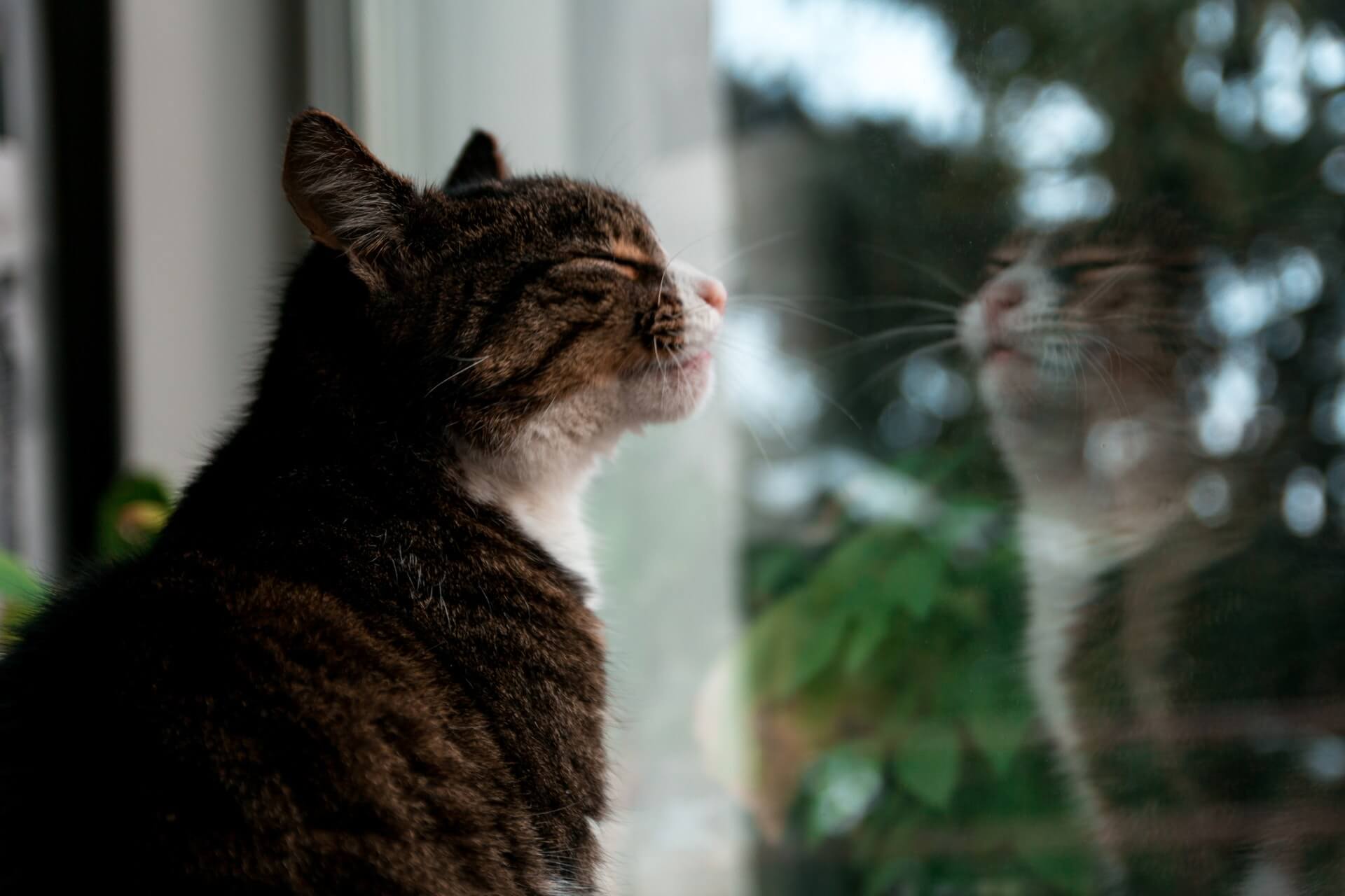 calm cat with squinty eyes looking out of the window