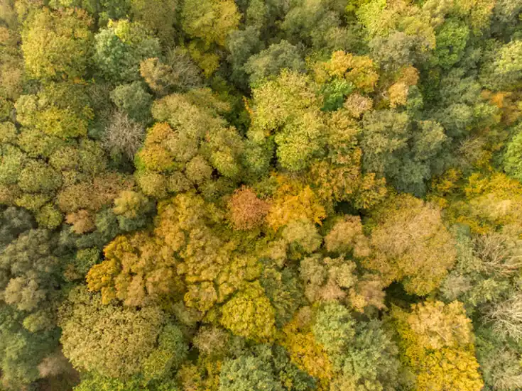 Vista aérea de un bosque; fotografía de apoyo sobre tecnología y conservación.
