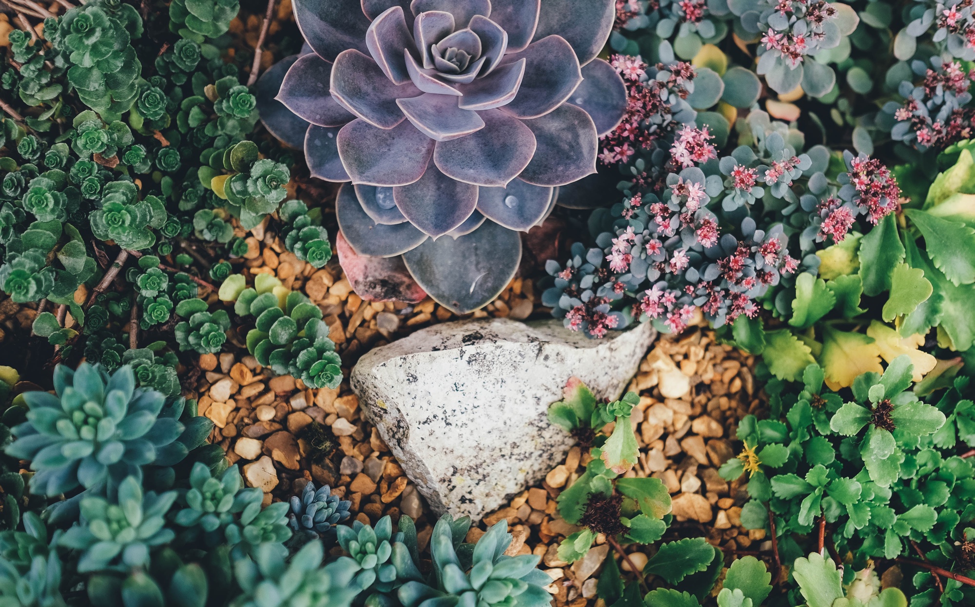 Closeup photograph of a succulent garden