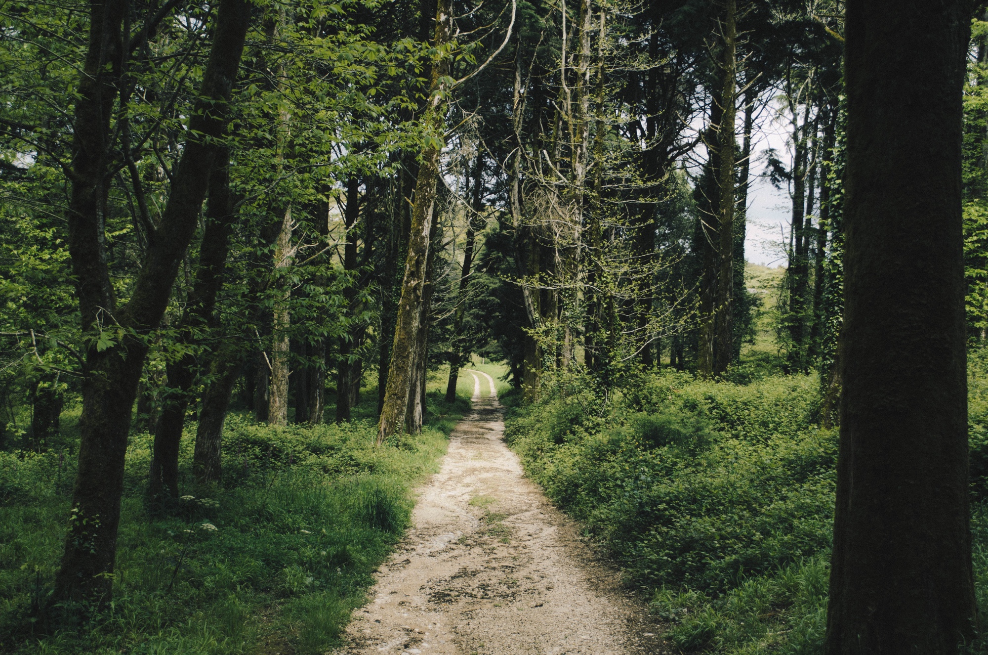 A pathway through a tree-lined trail