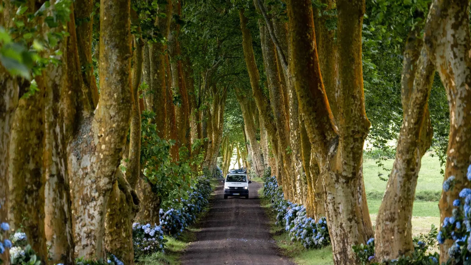 van with surfboards driving through trees