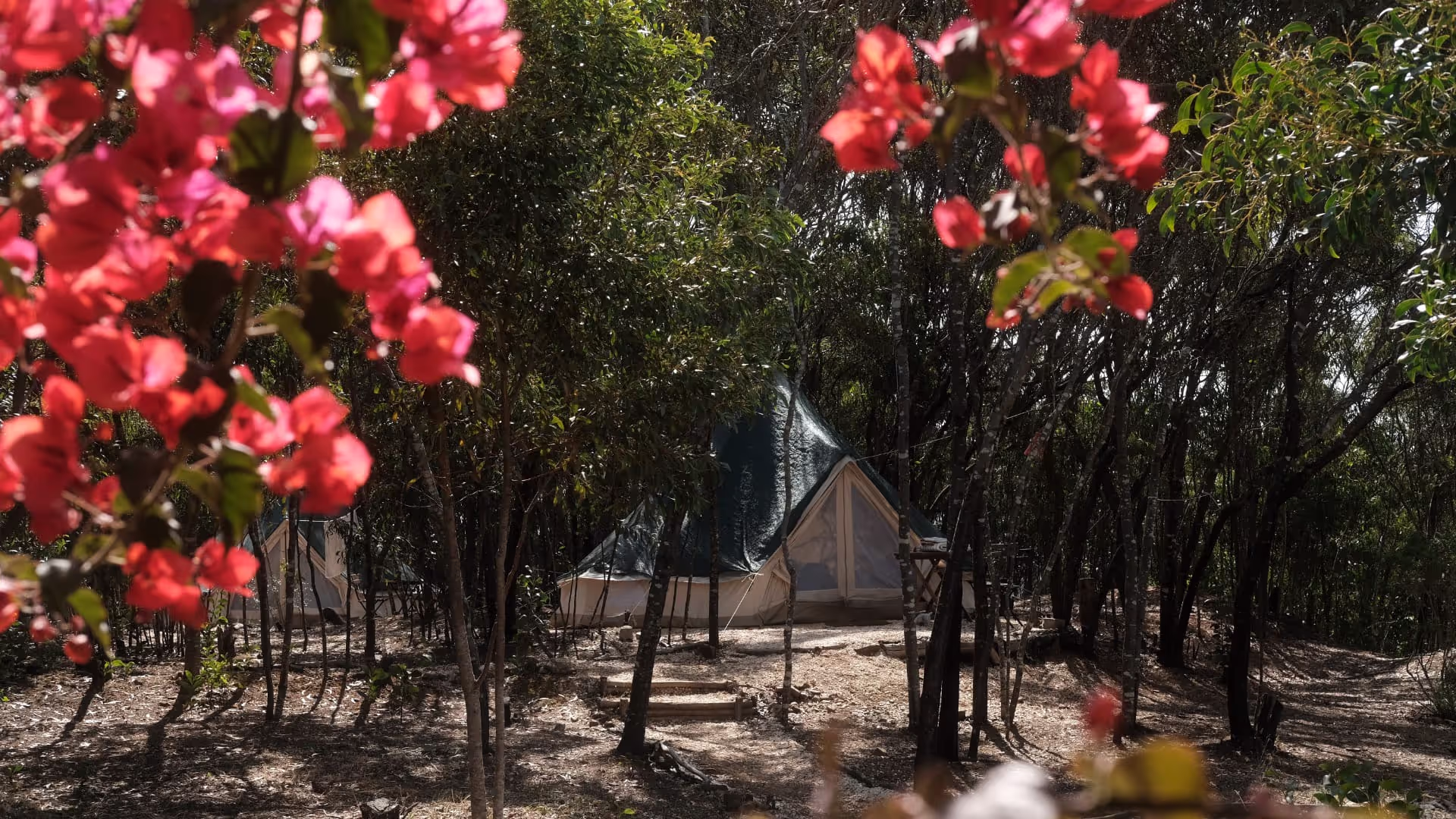A tent immersed between the trees and flowers