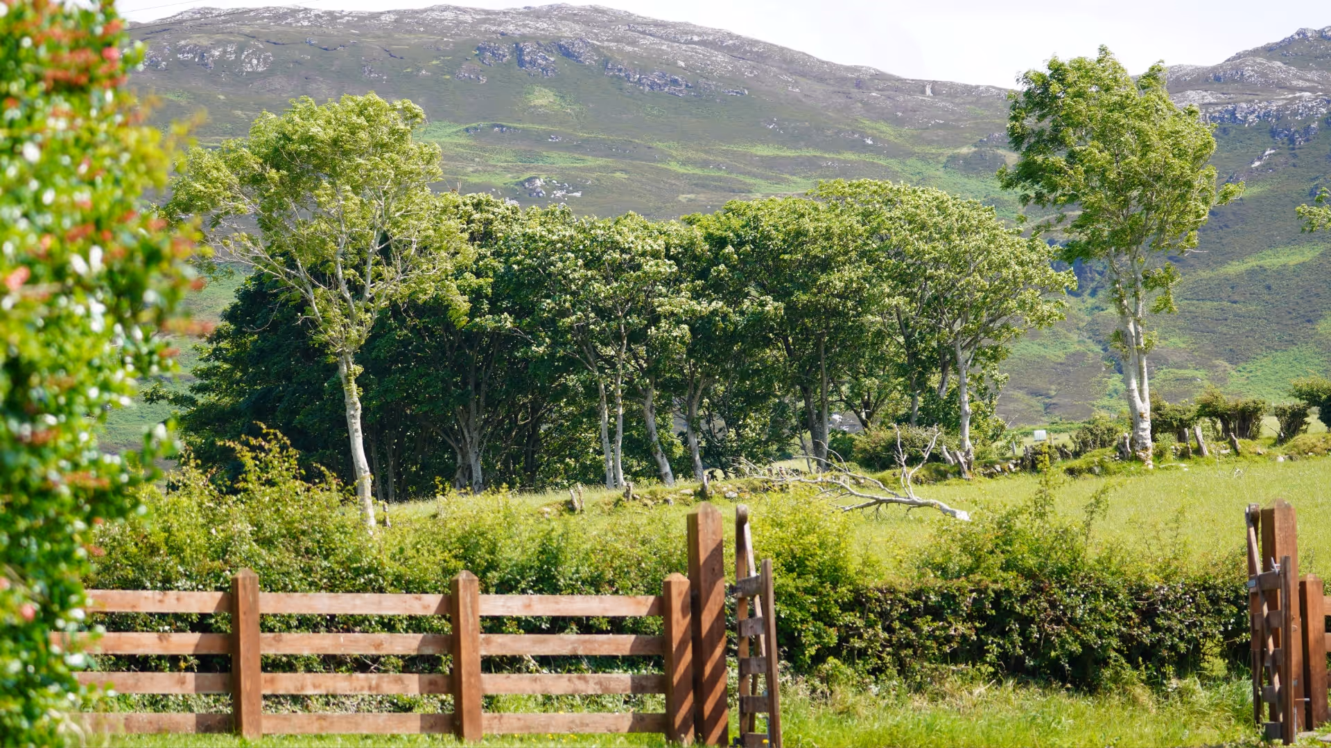 green surrounds of ireland surf house