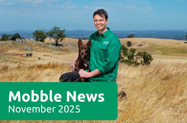 Mobble News- November 2025