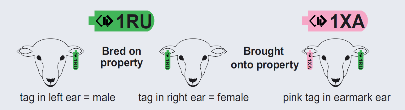 how to tag your sheep with the correct ear tag colours