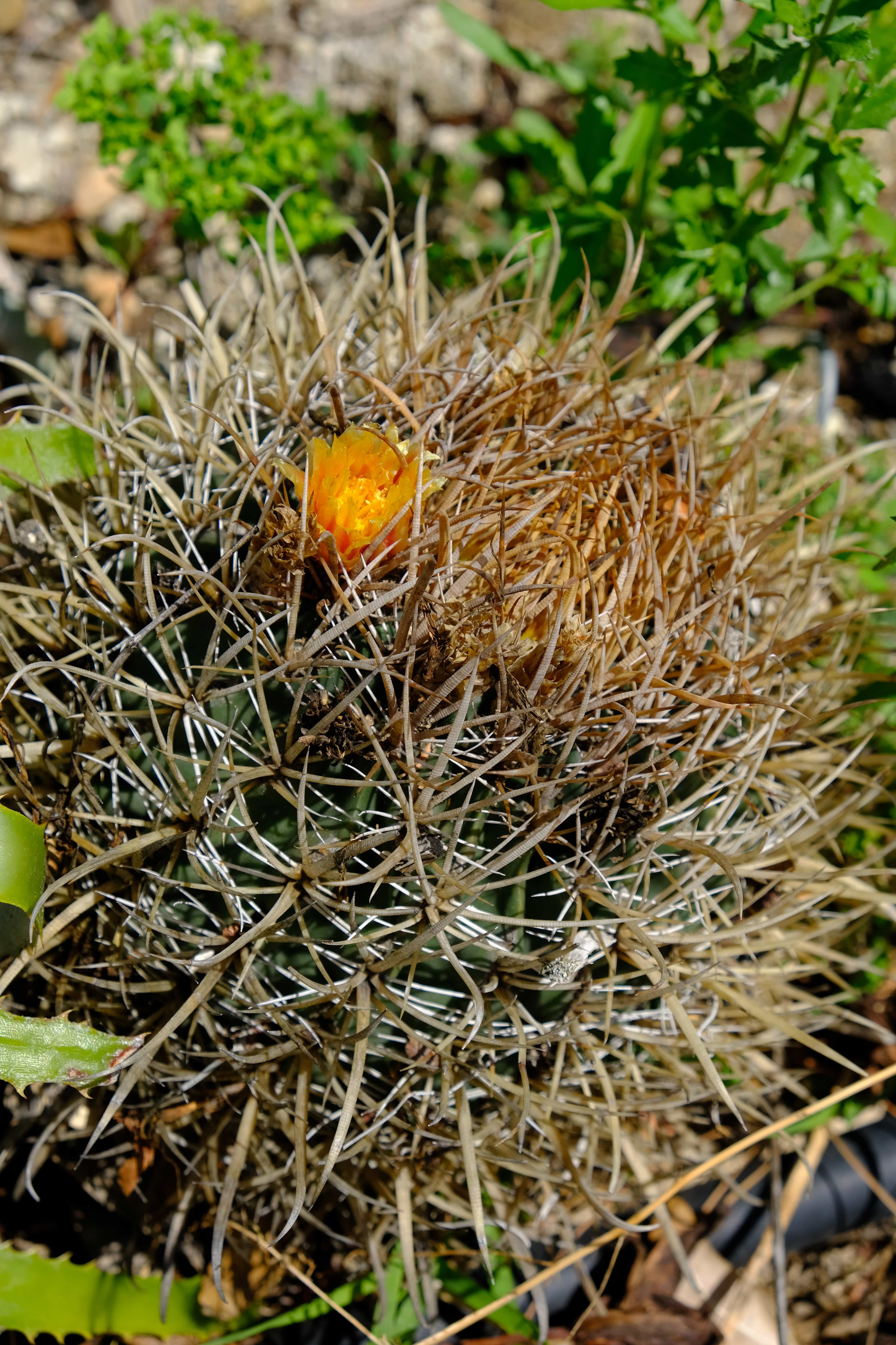 Ferocactus chrysacanthus
