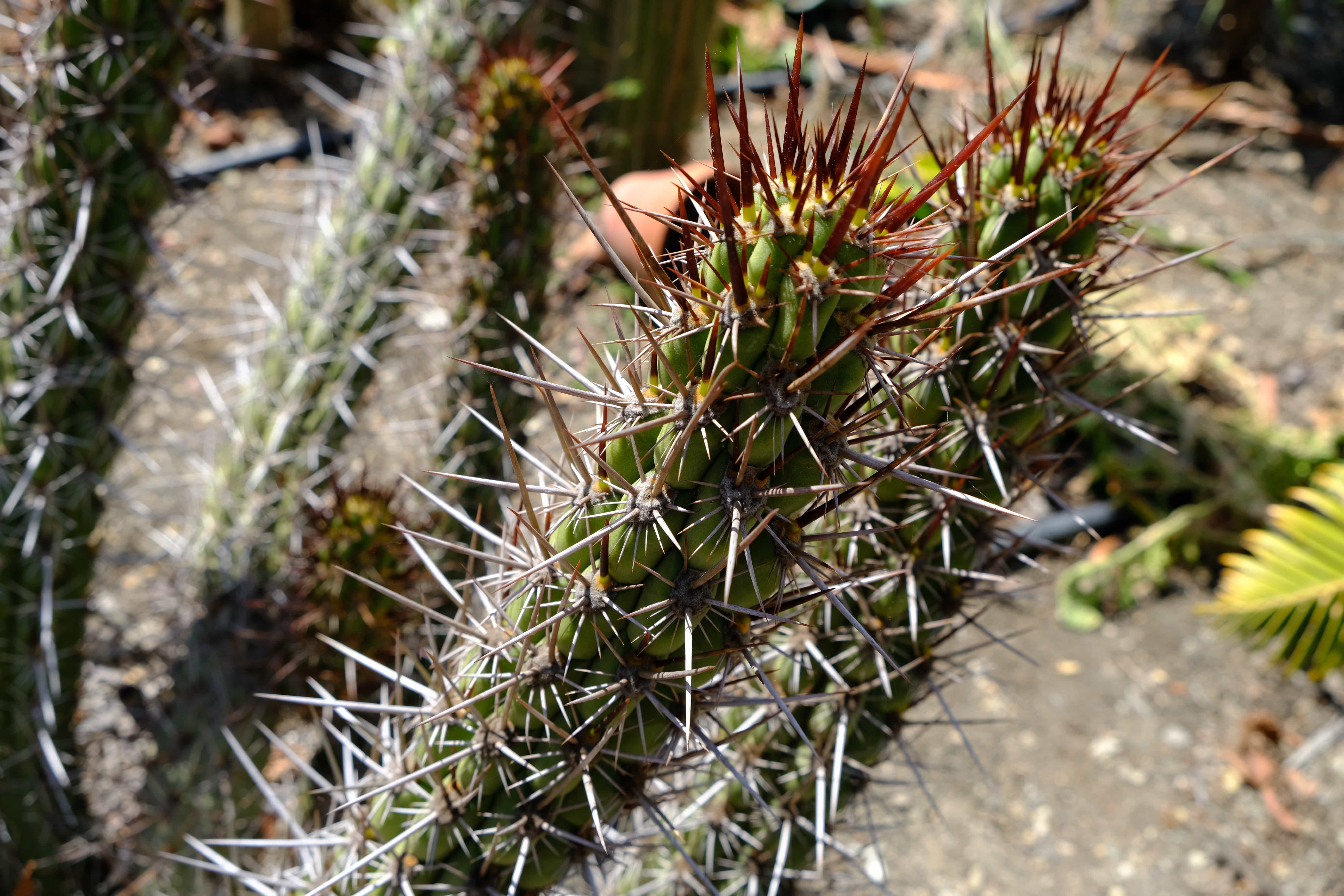 Trichocereus destacolus 
