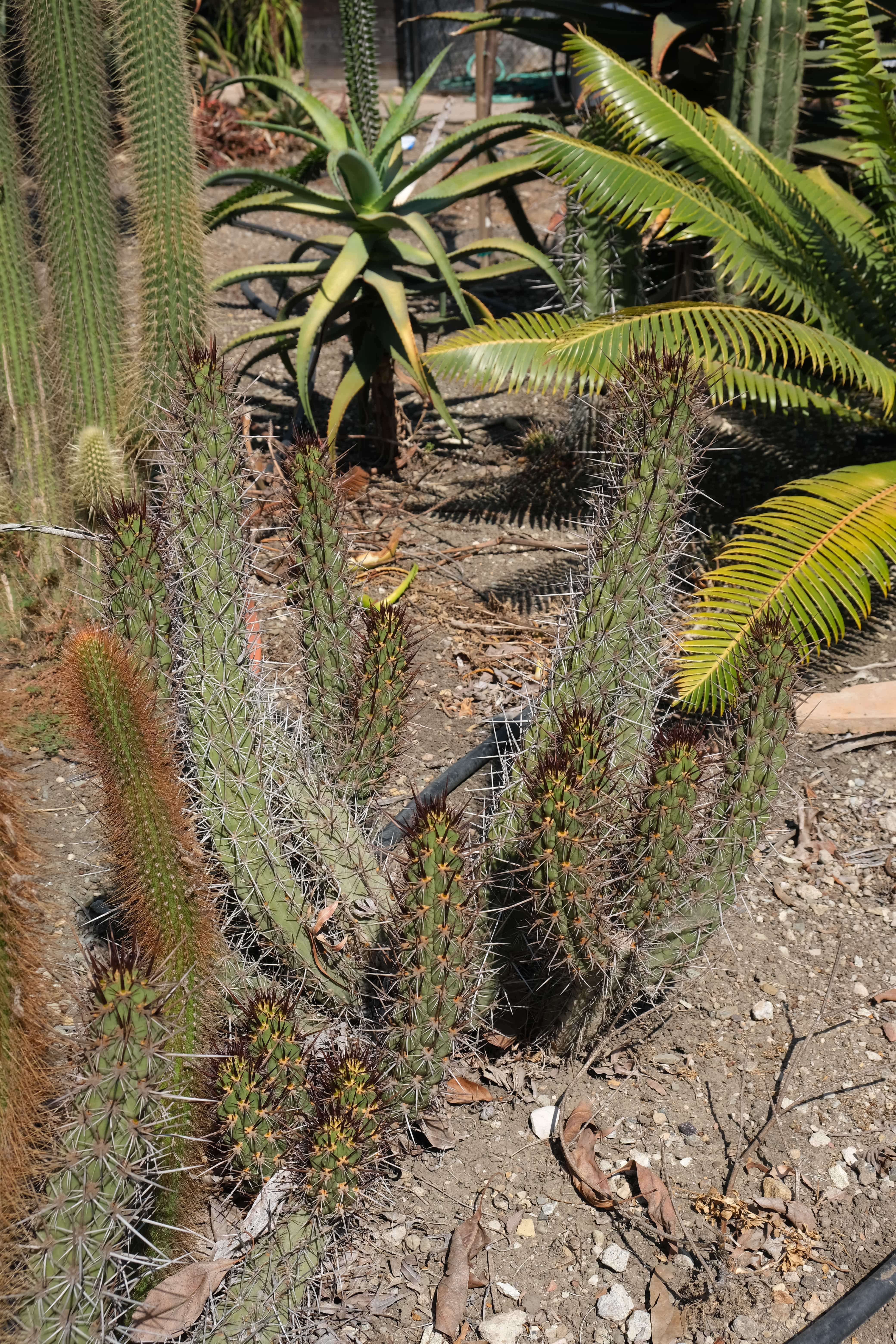 Trichocereus destacolus 