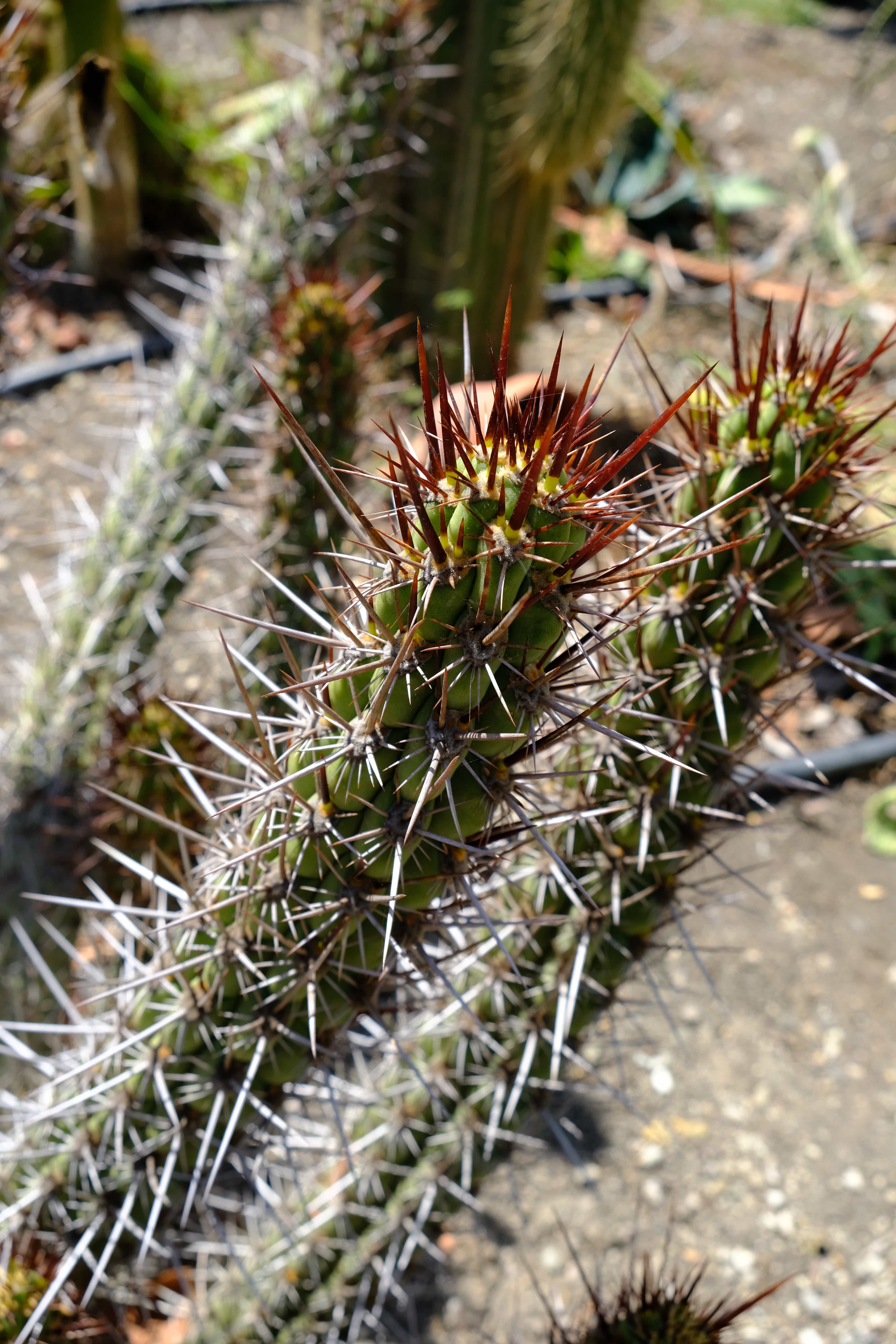 Trichocereus destacolus 