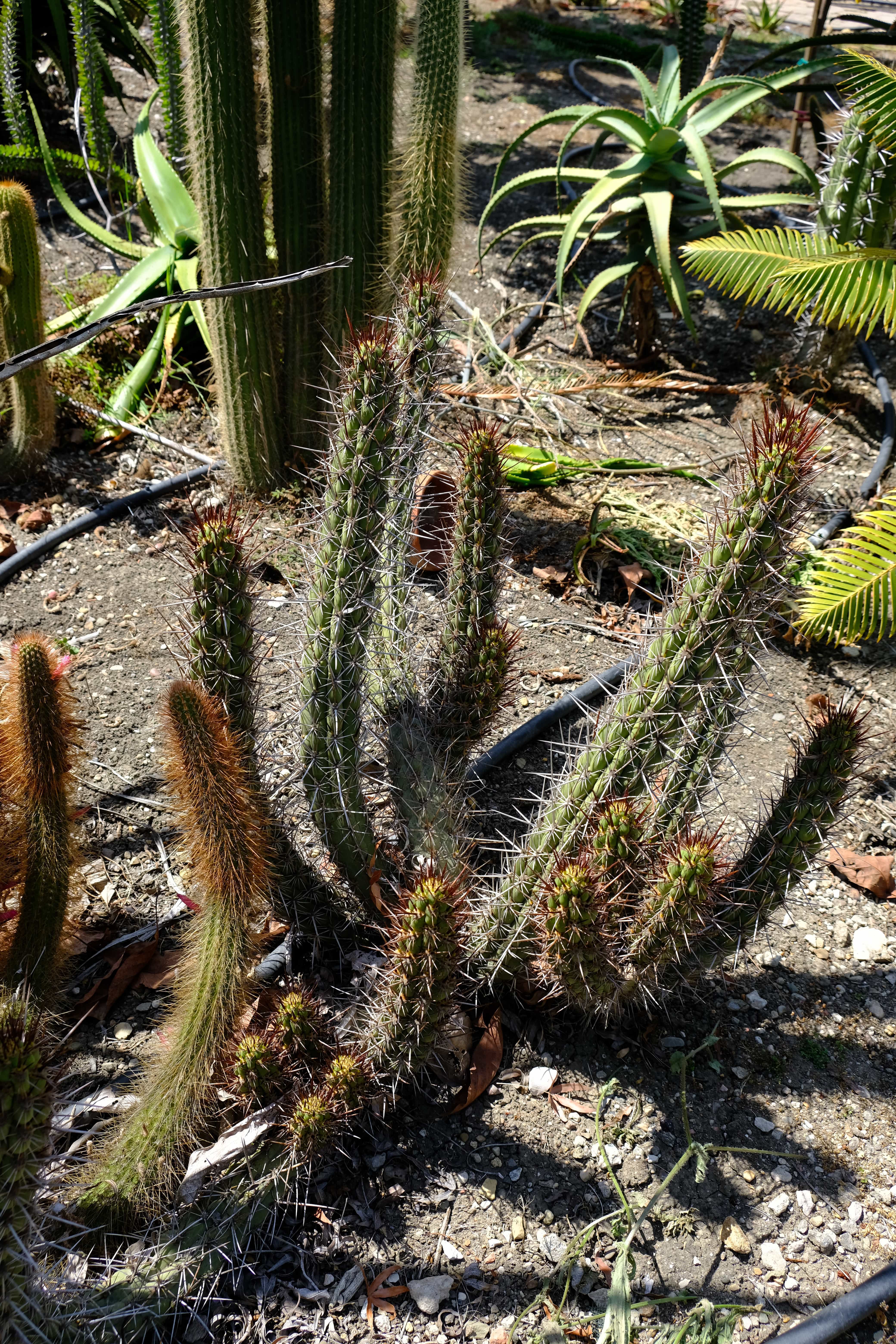 Trichocereus destacolus 
